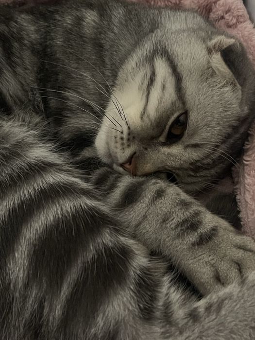 Шотландская вислоухий кот