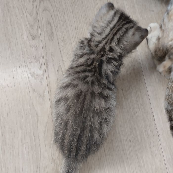 Котенок мальчик полосатый серый