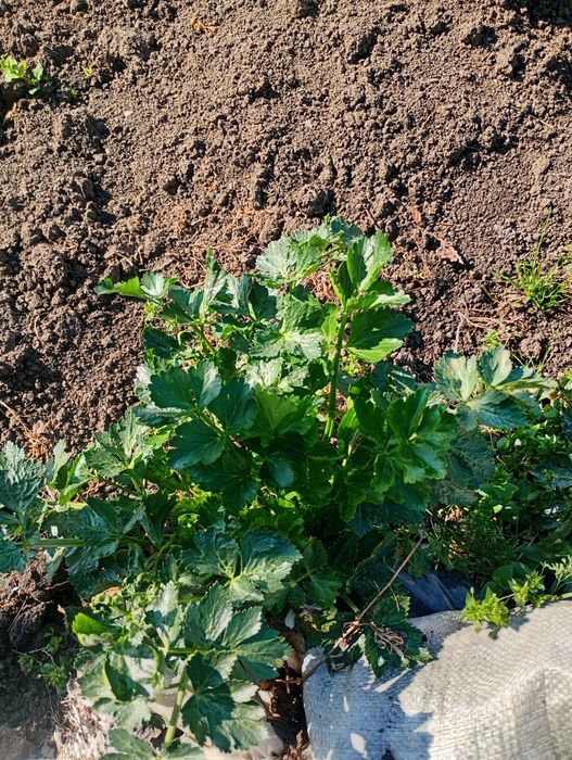 Vând verdețuri angro stevie , țelină , pătrunjel și leuștean