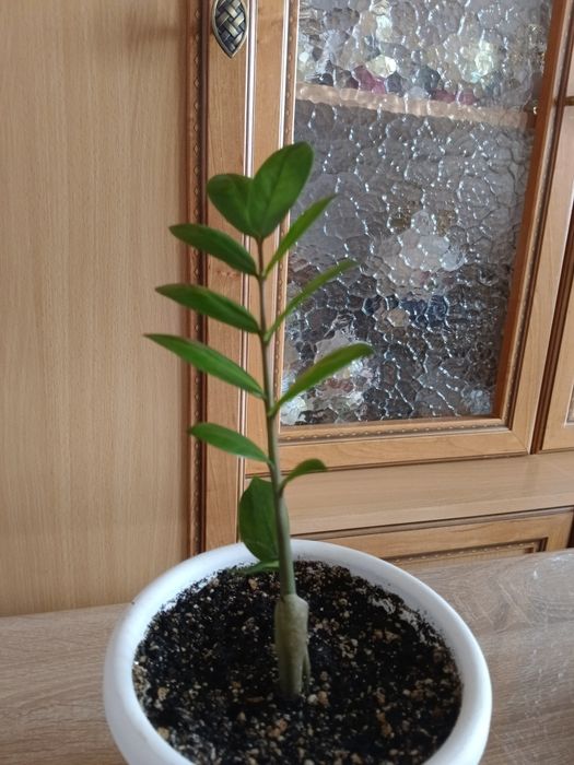 Замиакулькасы и Спатифиллум