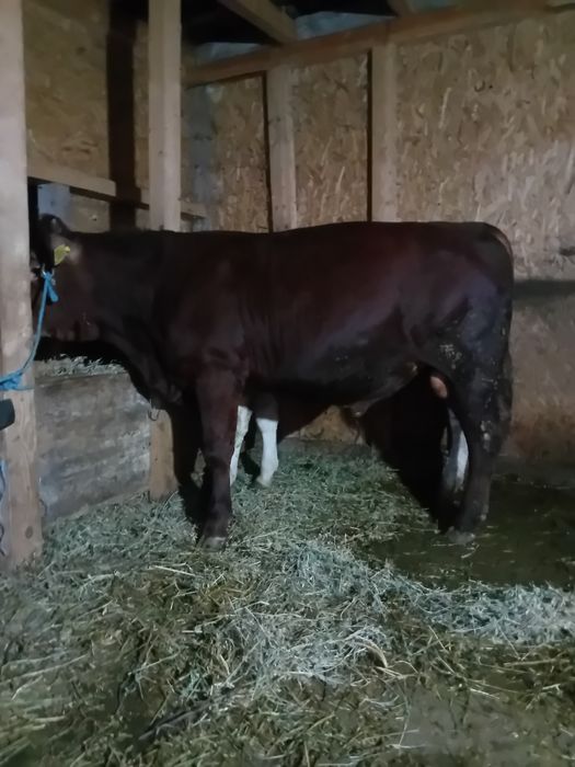 Tauras angus opt luni