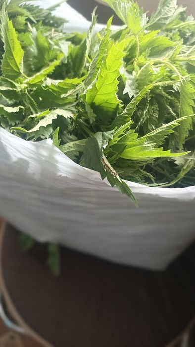 крапива (сок этого года )