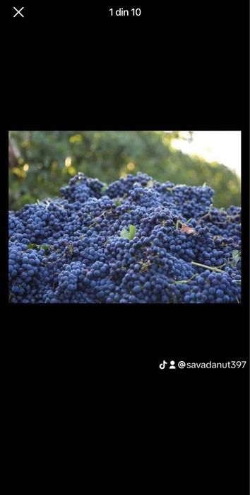 Vand struguri de vin