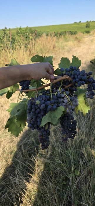 Vând Strugurii de vin
