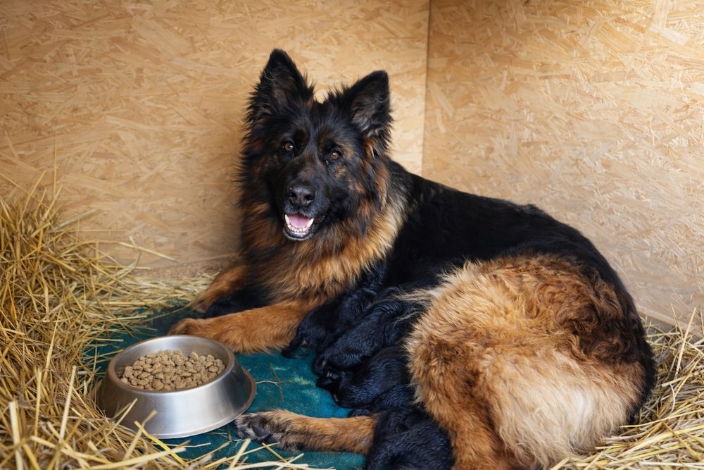 Pui ciobanesc german cu par lung,deosebiti cu pedigree!