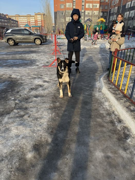 Щенок кобеля ищет дом!