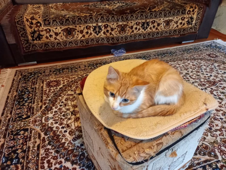 Отдам котенка добрым хозяевам