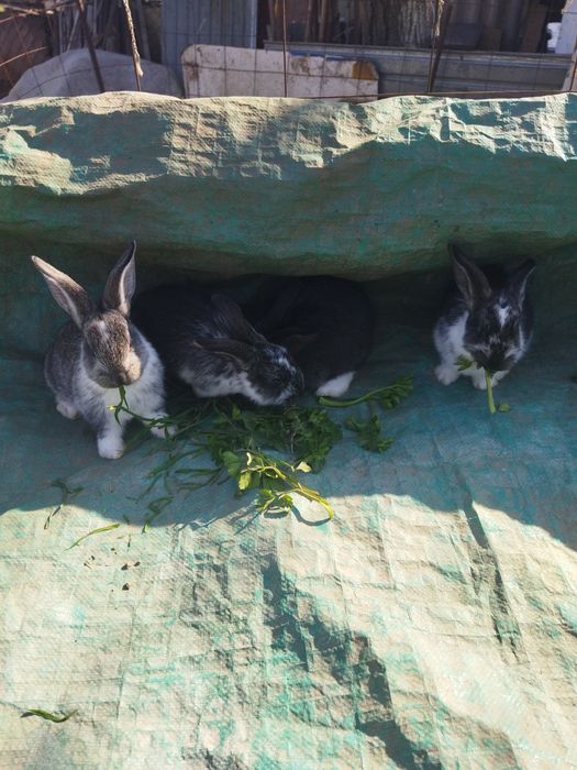 Крольчата .Здоровые,шустрые.