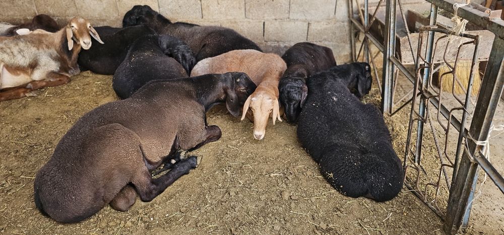 Кучкорлар Сотилади