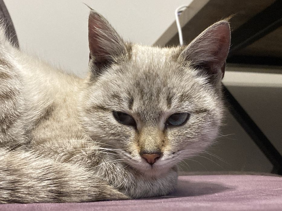 Котенок-девочка табби пойнт