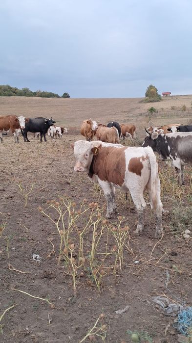 Taurasi de vanzare