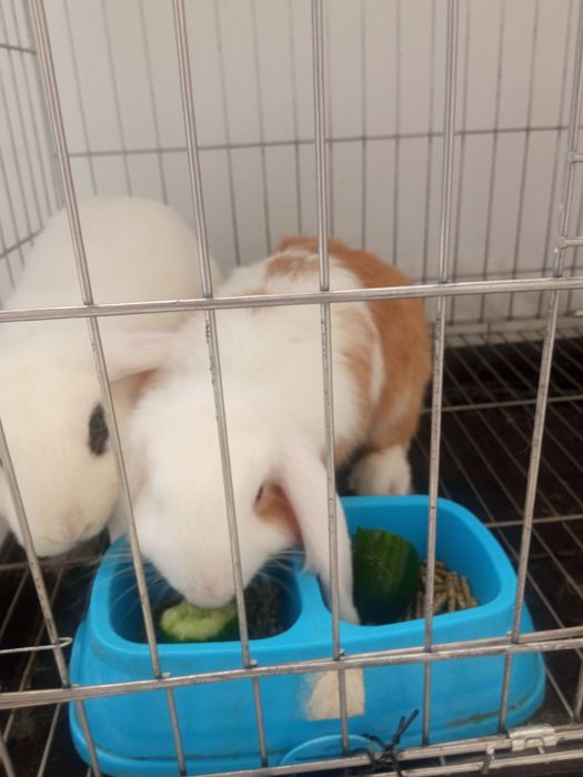 Zotli dekorativ Quyon sotiladi