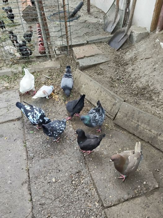De vânzare Porumbei  King  și postas voiajor
