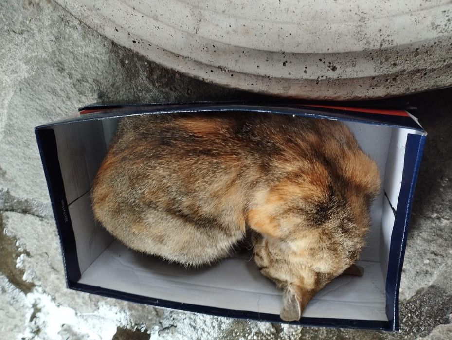 Трицветна котка търси дом, много добра и гальовна