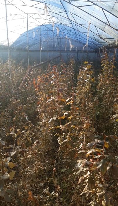 Атиргул кучатлари