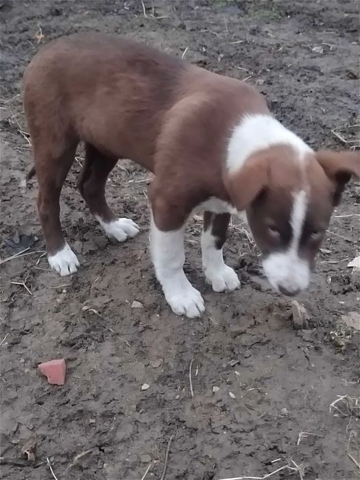 В добрые руки щенок девочка