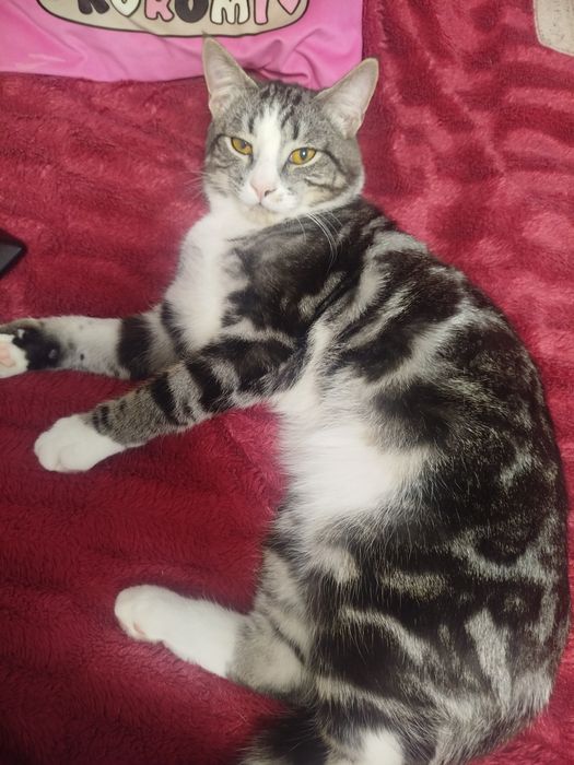 Отдадим котика  в добрые руки