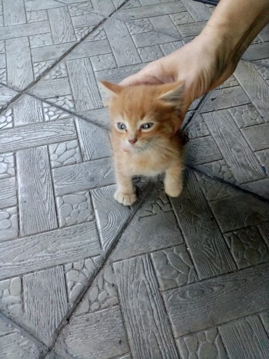 Отдам котят бесплатно