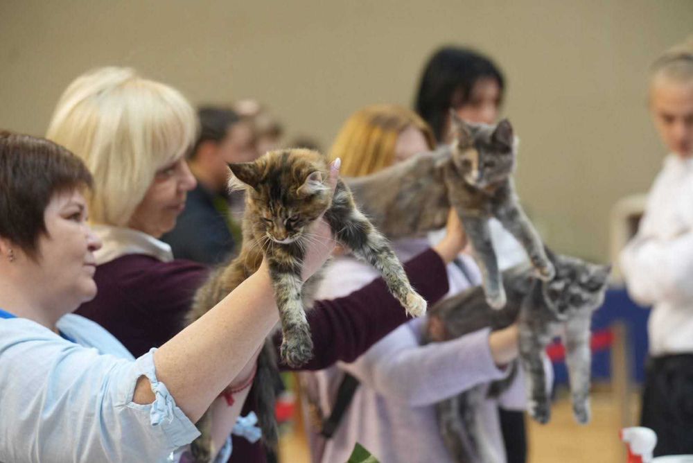 Котенца Мейн куун