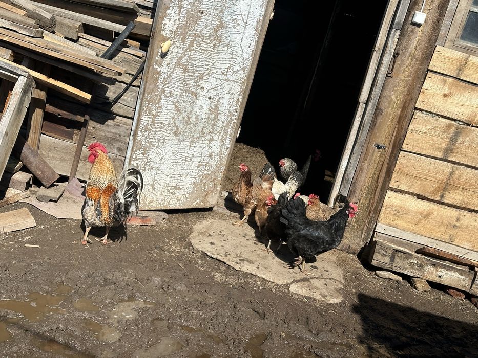 Куры домашние молодые