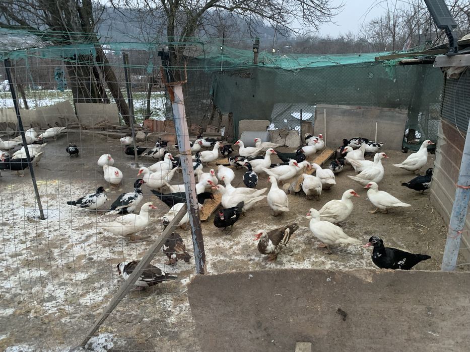 Vand Rate de rasa , mute