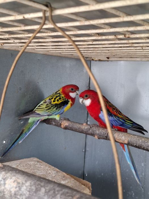 Papagali rosella