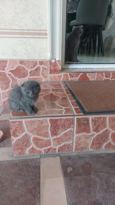 Продаётся котята срочна 5шт