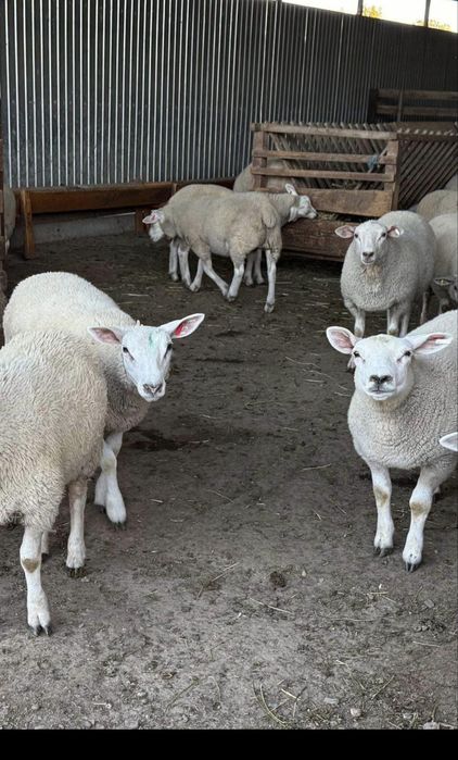 De vanzare oi texel