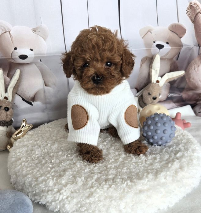 Пудел той /Poodle toy с родословие