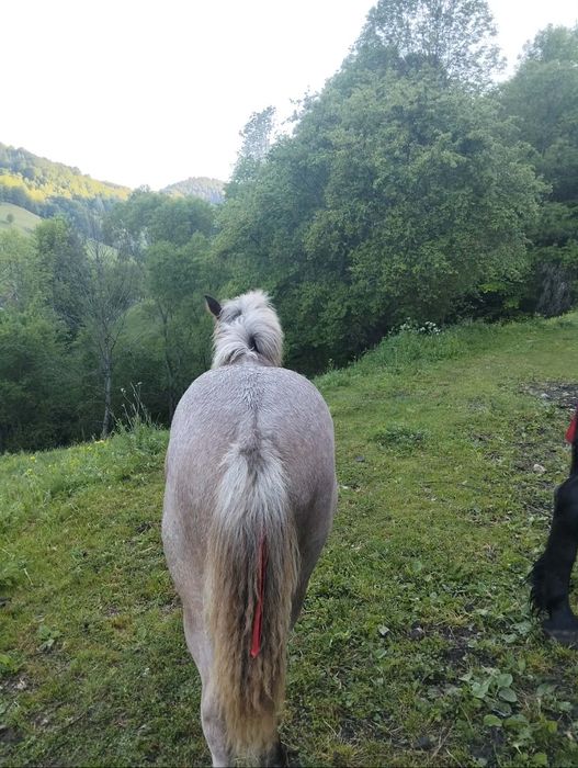 Vând manza de 4 luni