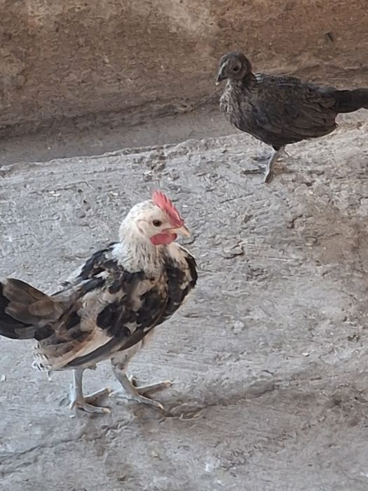 Продам карликовых курей