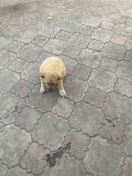 Отдам в добрые руки