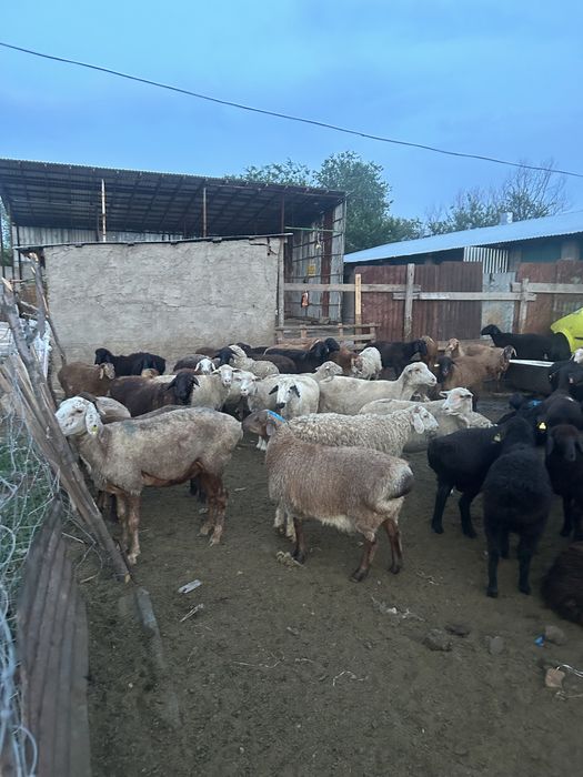 Қой сатылады. Продам баран семіз