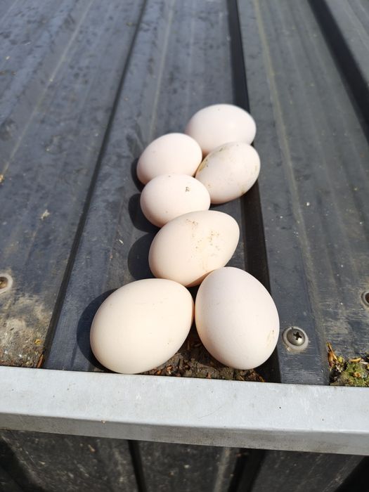 Яйца от струмски бантам и петли