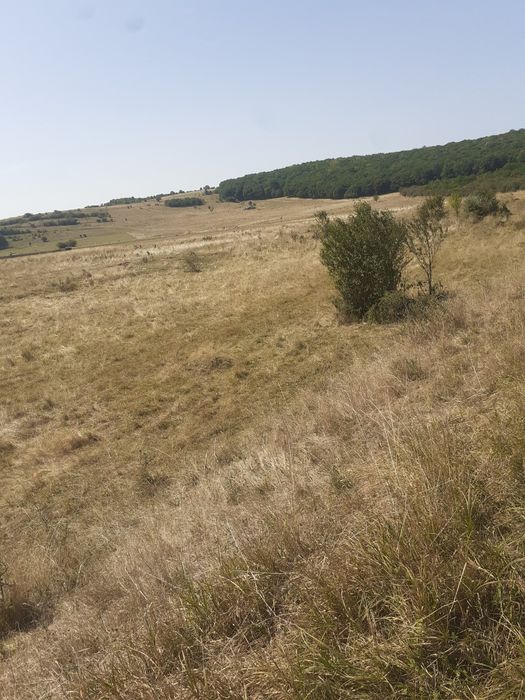 Teren Codlea Brasov