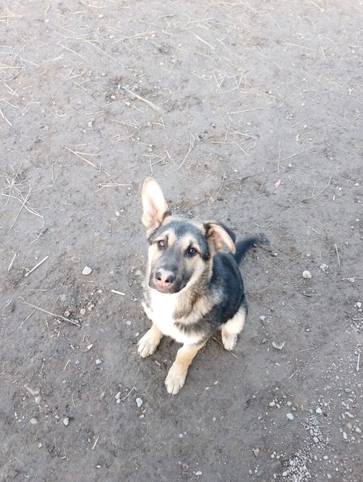 Чистокровный овчарка