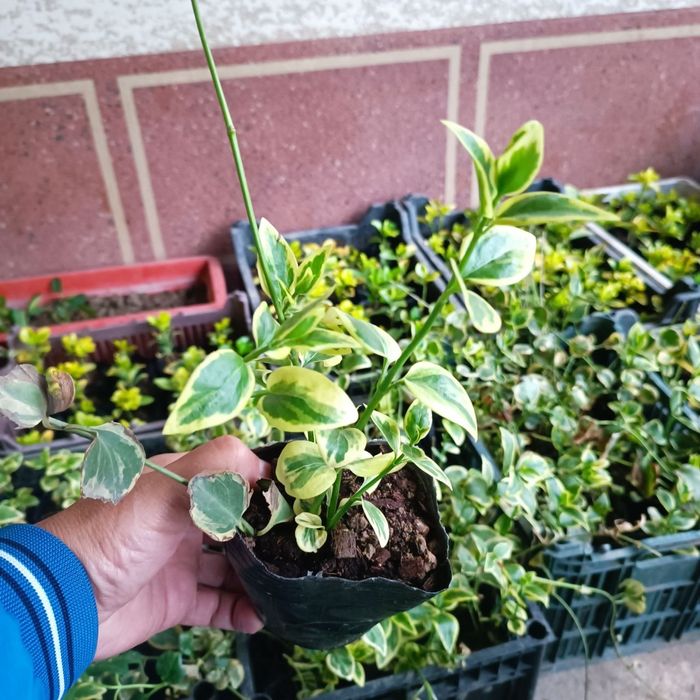 Барвинок многолетний