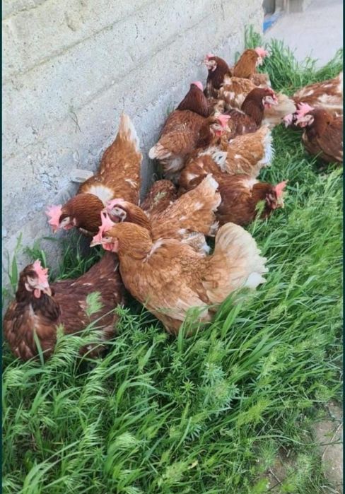 Куры Ломан Браун несушка