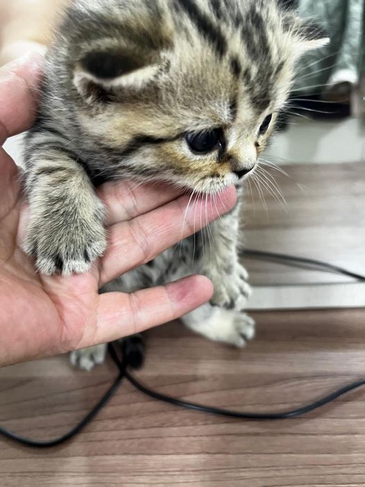 Девочка шотландка, 19 марта родилась.