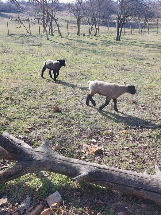 Vând oi suffolk cu miei