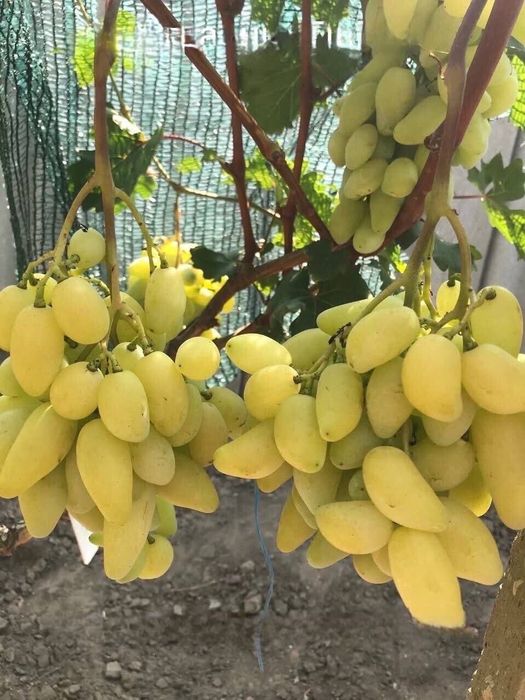 Vita de vie anul 3 soiuri de masa