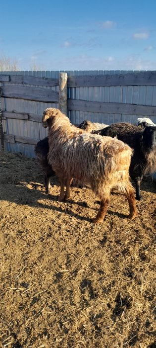 продам кошкара 1.5 года