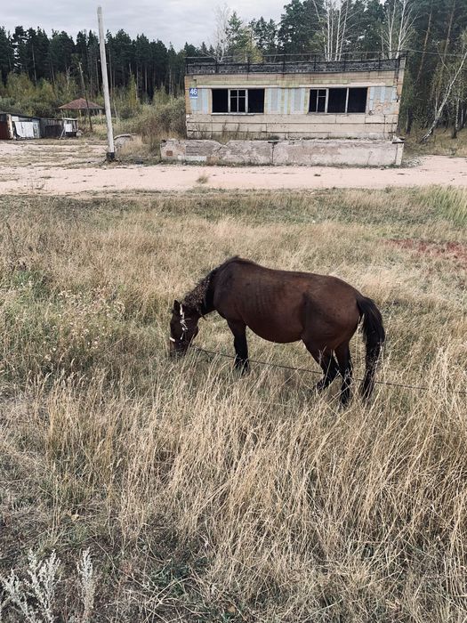 Құлынды бие сатылады
