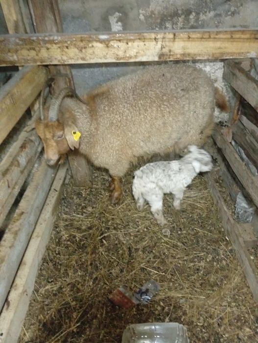 Ешкілер лағымен Сатамын