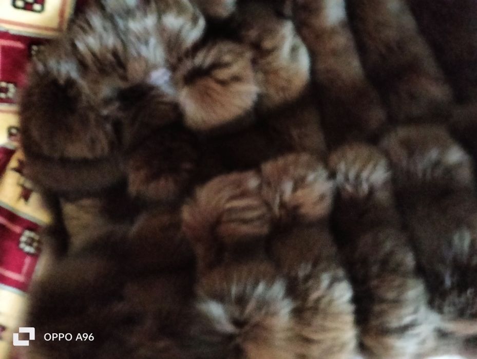 Продам шубу песец