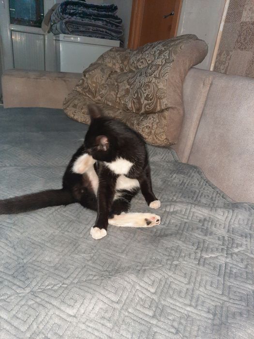 Отдам котика бесплатно