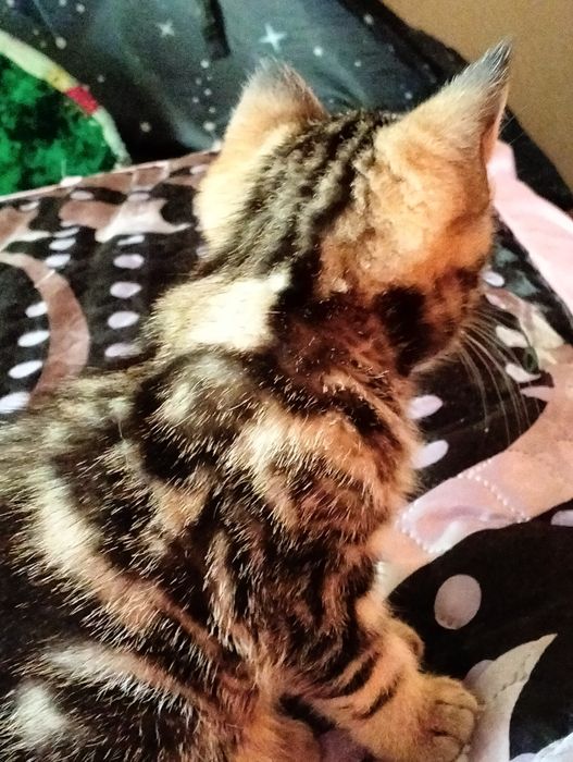 Котенок 2 мес британский короткошёрстный