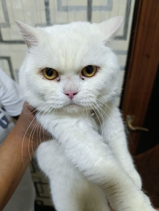 Вязка с британской шиншиллой