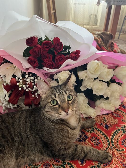 Отдаем кота( мальчик )