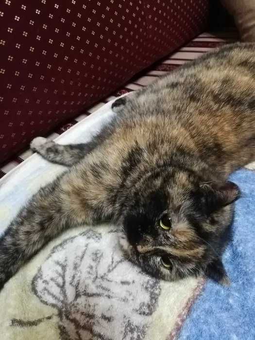 Потерялась кошка